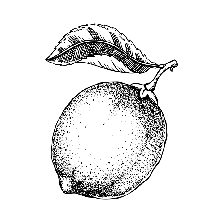 Vintage lime sketch. Citrus fruit hand-drawn vector illustration. Exotic plant drawing in engraved style. Botanical design element. NOT AI-generated